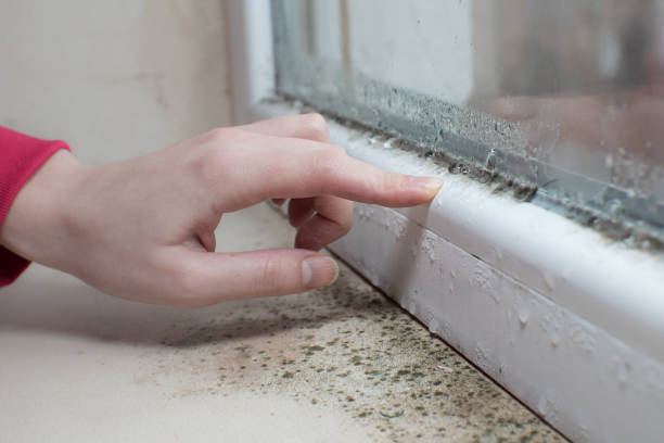 Best Biohazard Mold Removal  in Perry, LA